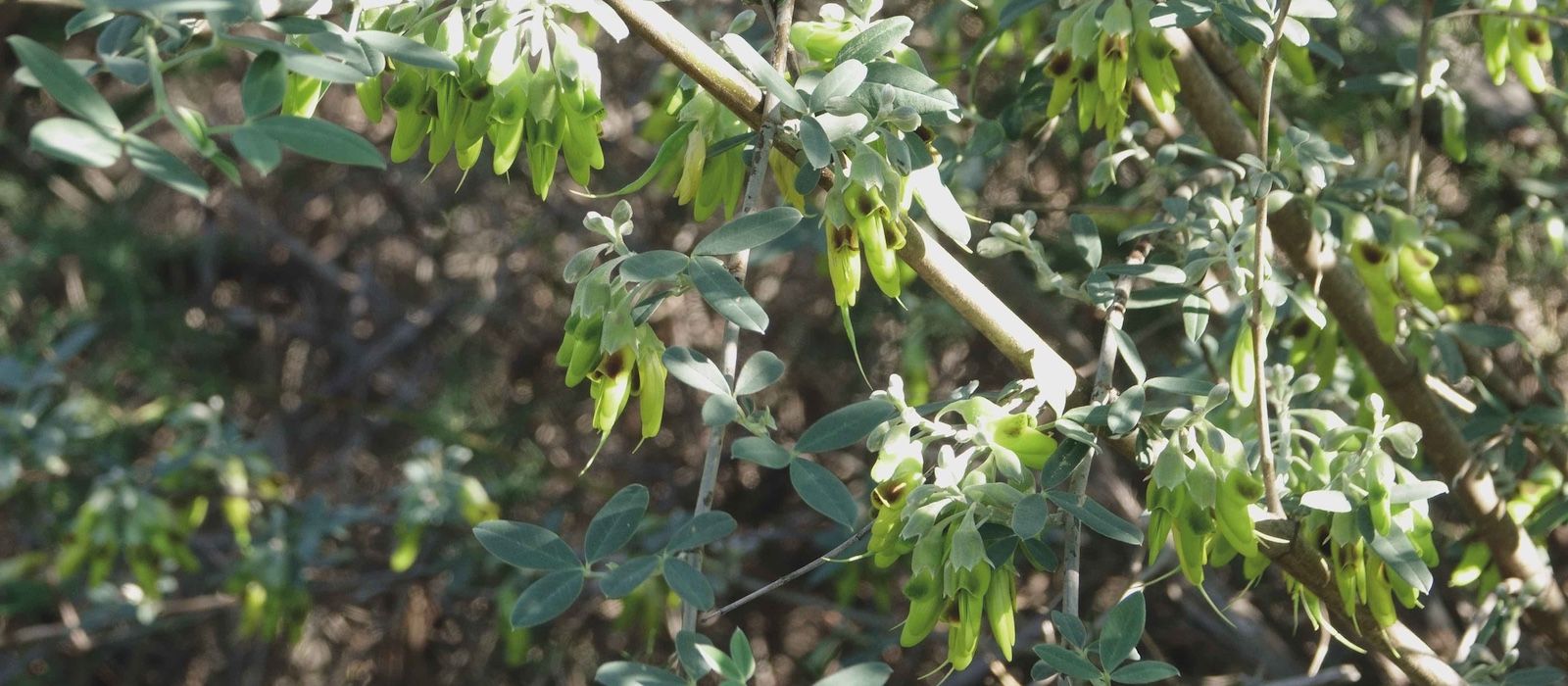 Gewöhnlicher Stinkstrauch 