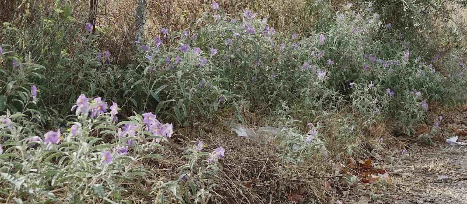 Silberblättriger Nachtschatten