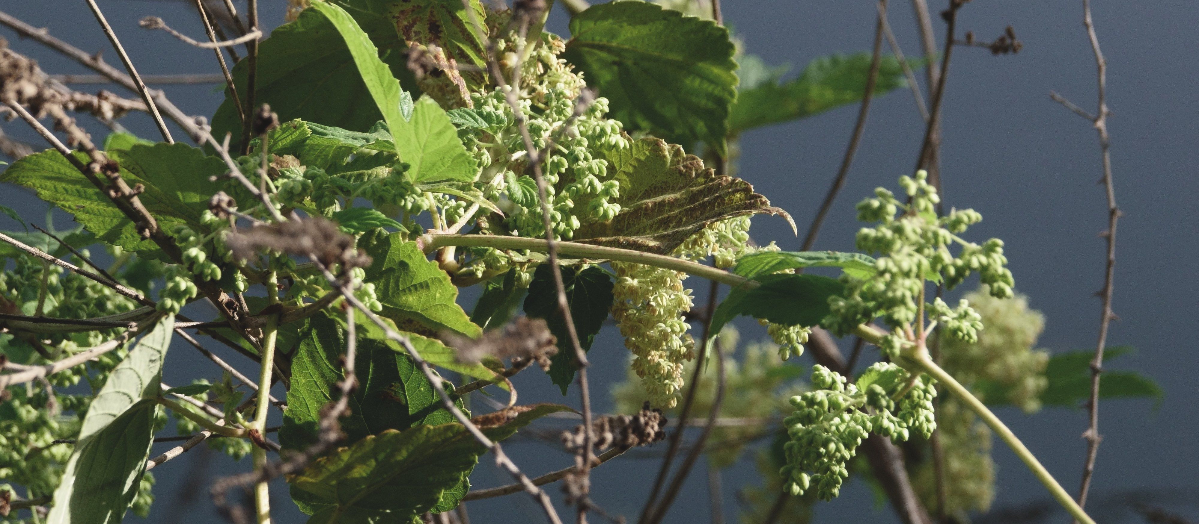 Echter Hopfen