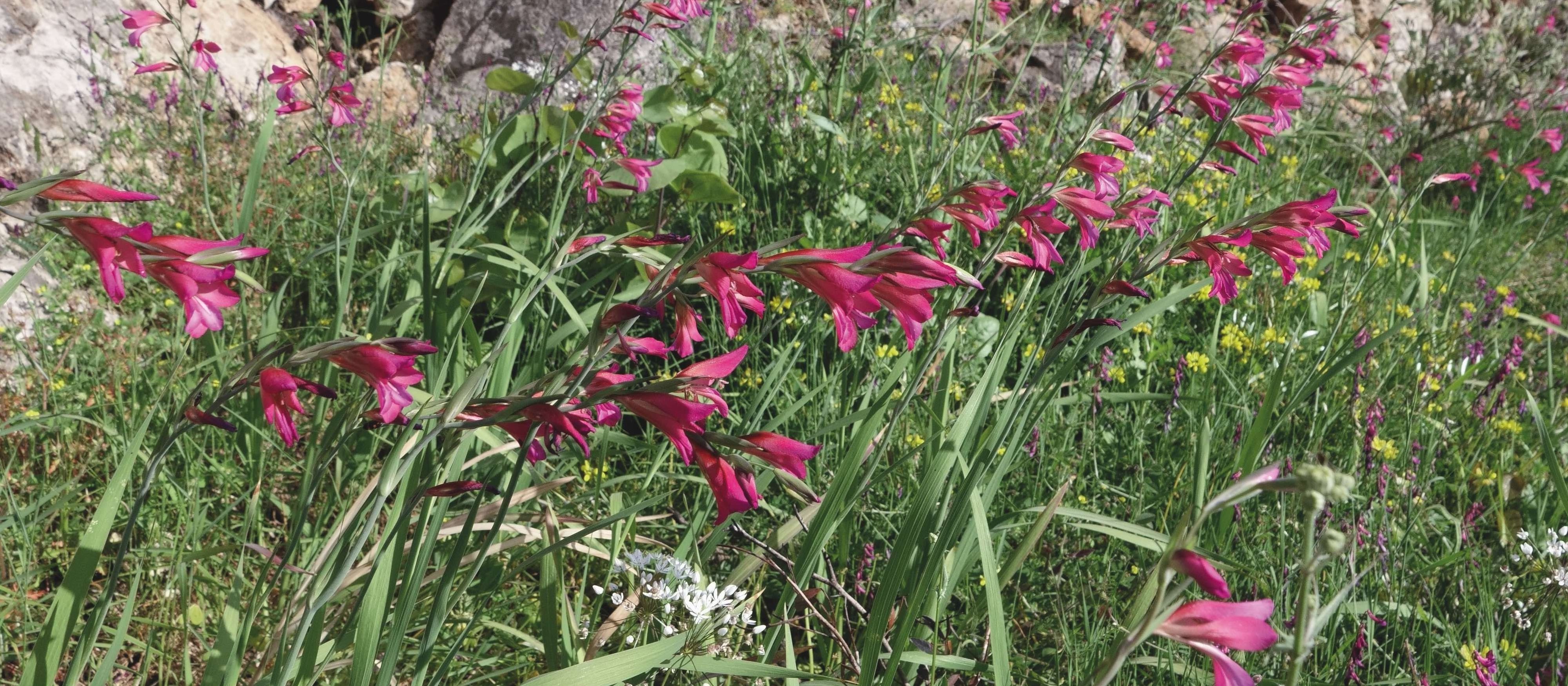 Italienische Gladiole