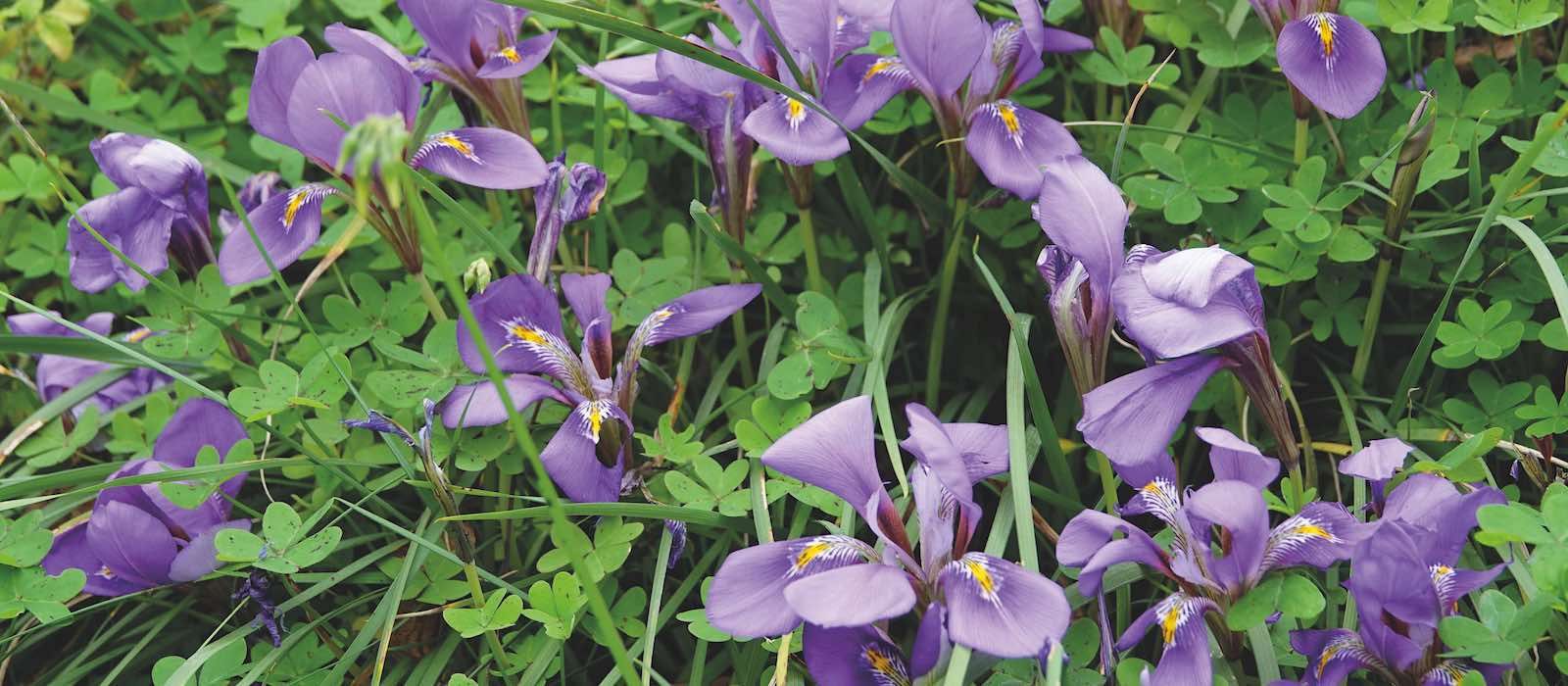 Kretische Schwertlilie