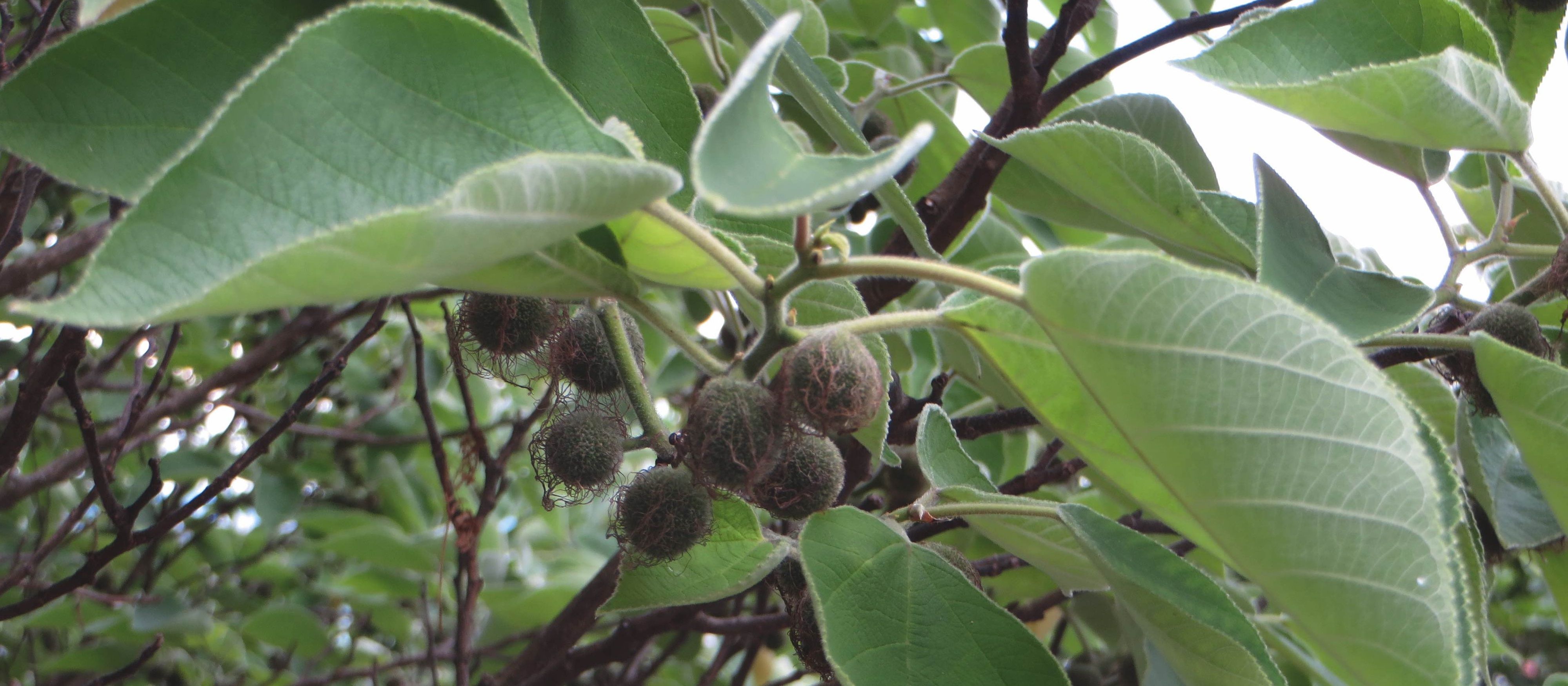 Papiermaulbeerbaum