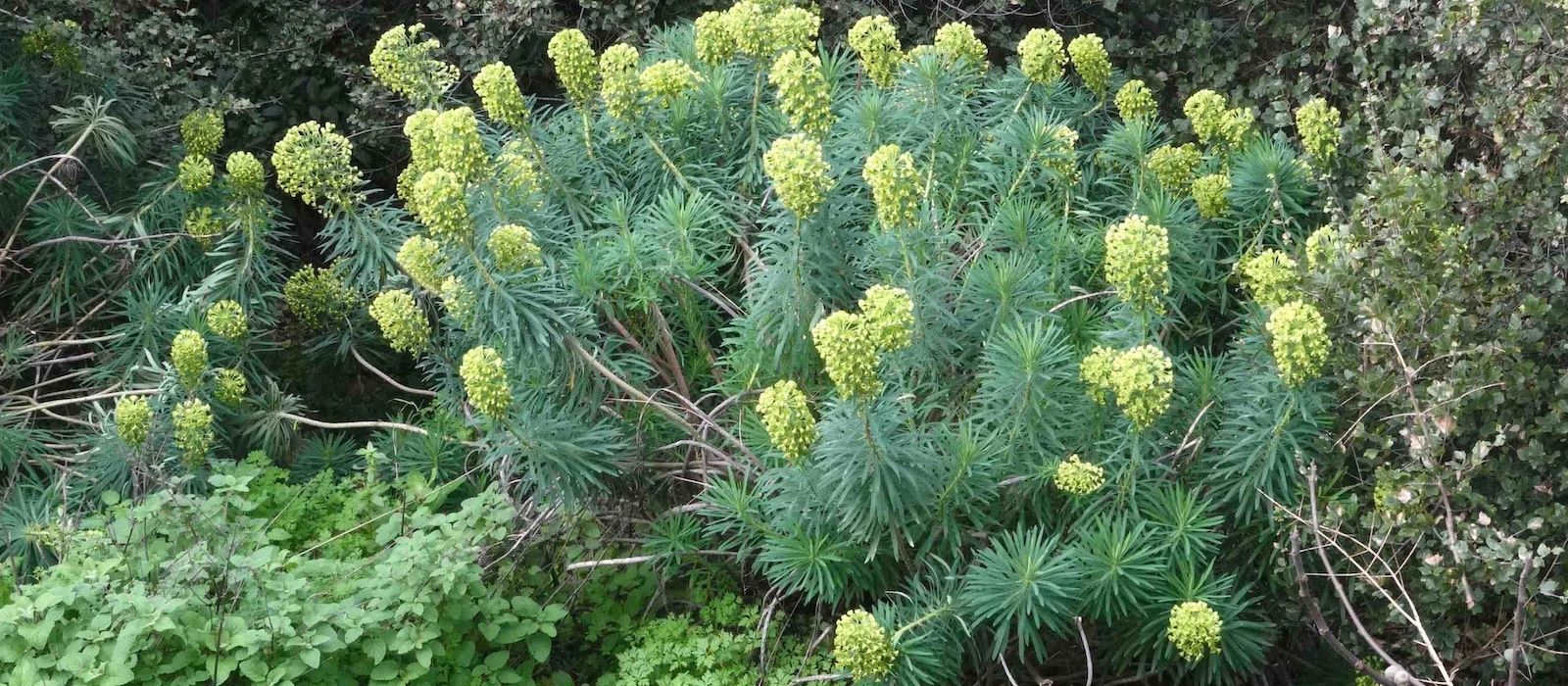 Palisaden-Wolfsmilch