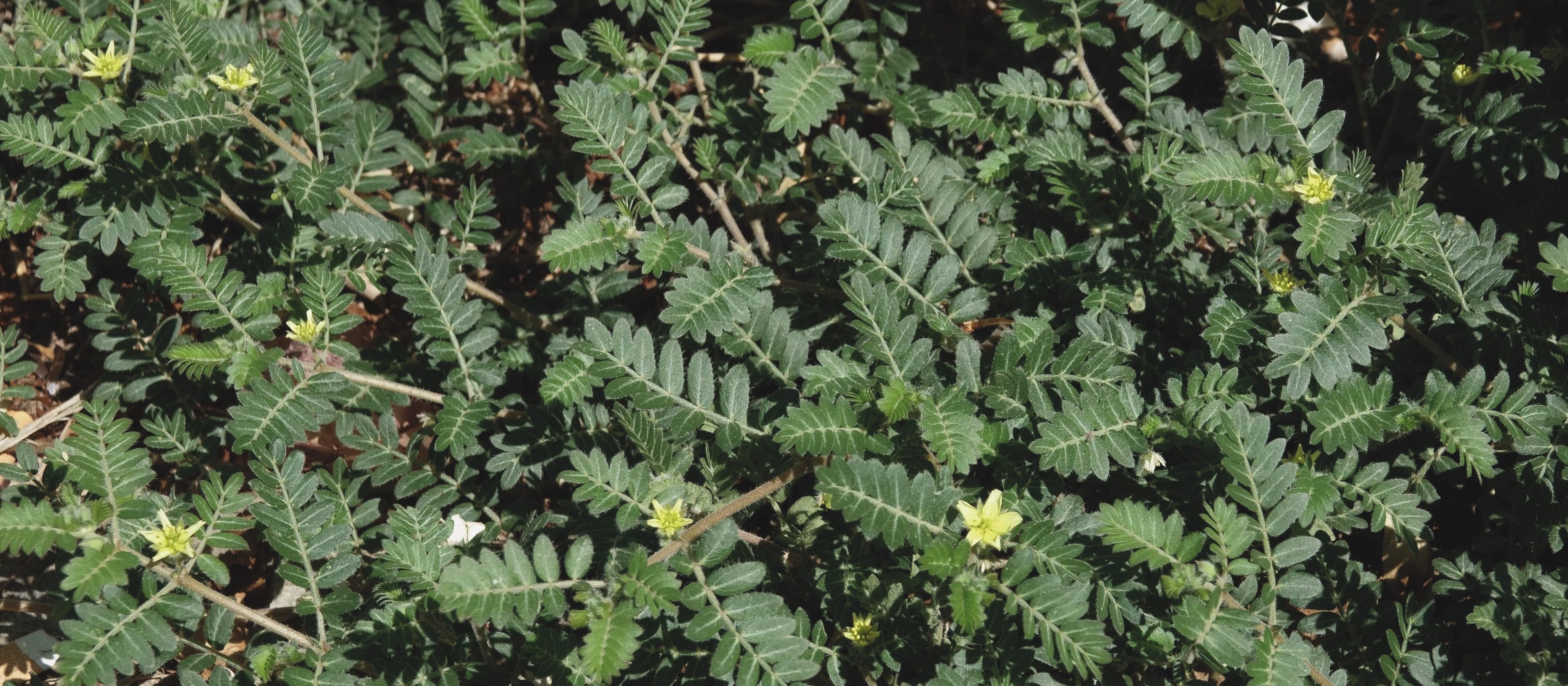 Erd-Burzeldorn (Tribulus terrestris L.)